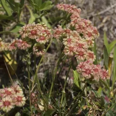 sulfur buckwheat thumbnail 4