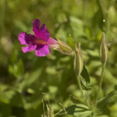 Lewis' monkeyflower thumbnail 3