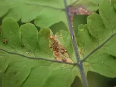 oak fern rust thumbnail 4