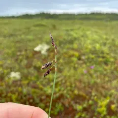loose-flowered alpine sedge thumbnail 4
