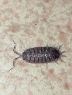 Powder Blue Isopod thumbnail 3