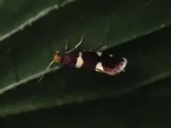 Lampronia russatella thumbnail 3
