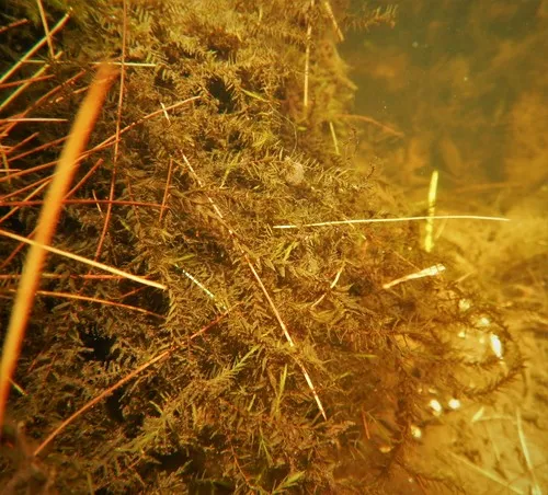 Fontinalis hypnoides