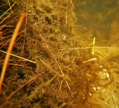 Fontinalis hypnoides thumbnail 1