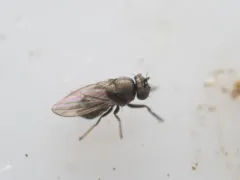 Leptopsilopa varipes thumbnail 2