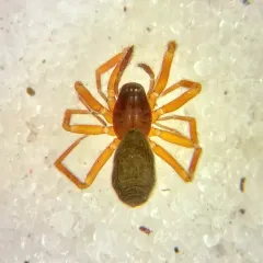 Walckenaeria castanea thumbnail 2