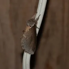 Elegant Prominent thumbnail 4
