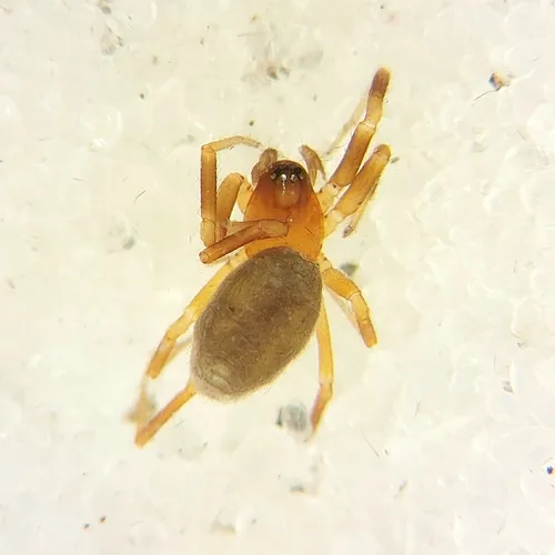 Walckenaeria atrotibialis
