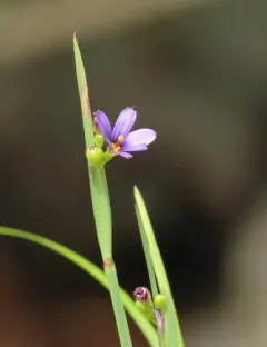 Alaska Blue-eyed-grass thumbnail 2