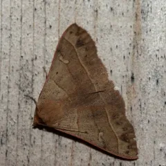 Red-lined Panopoda Moth thumbnail 4
