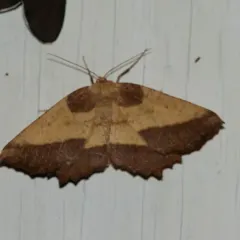 Saw-wing thumbnail 3