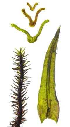 Slender Fringe-moss thumbnail 3