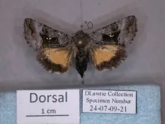 Small Gamma Looper Moth thumbnail 4