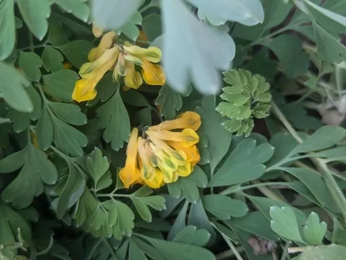 Yellow Fumitory