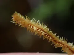 Plicanthus hirtellus thumbnail 3