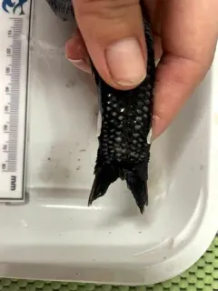 Mirror Lanternfish thumbnail 3