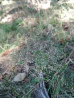 colonial bent thumbnail 4