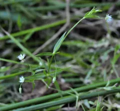 Sitka starwort thumbnail 2