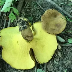 ash-tree bolete thumbnail 2