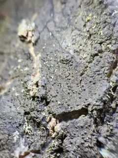 Common Dusk Lichen thumbnail 3