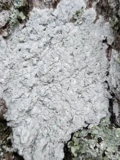 Pustule Crust Lichen thumbnail 2