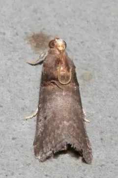 Acrobasis stigmella thumbnail 4