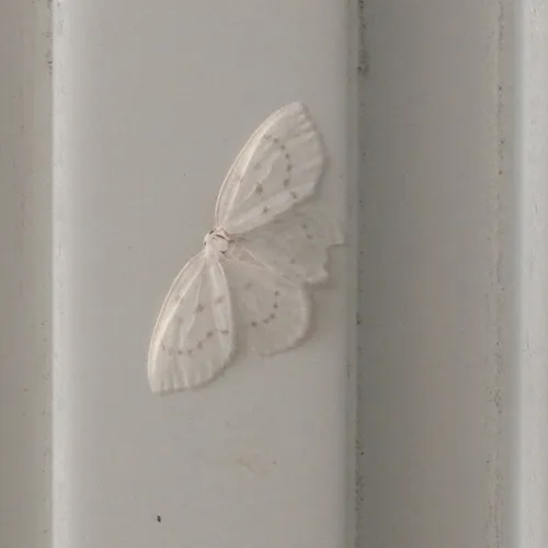 Northern Eudeilinia Moth