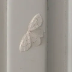 Northern Eudeilinia Moth thumbnail 1