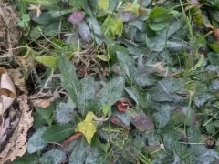 Golovinomyces hieraciorum thumbnail 2