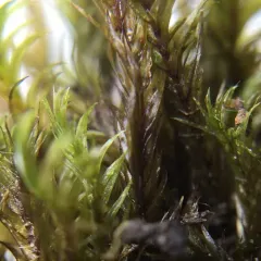 Dichelyma falcatum thumbnail 3
