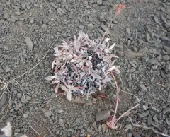 Rock-jasmine Buckwheat thumbnail 1
