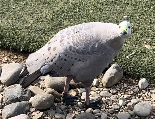 Cape Barren Goose