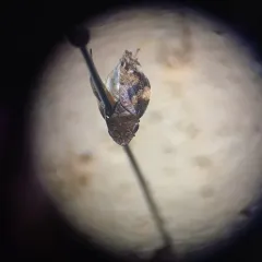 Diamondback Spittlebug thumbnail 4