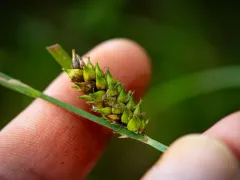 Walter's Sedge thumbnail 2