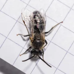 Tansy Mustard Sweat Bee thumbnail 3