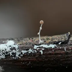 couscous crust thumbnail 4