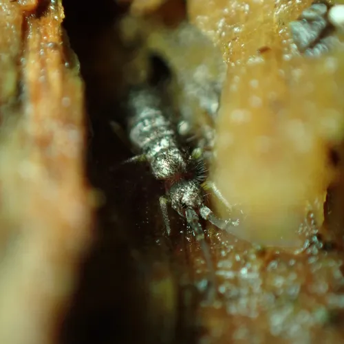 Tomocerus minor