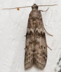 Mediterranean Flour Moth thumbnail 4