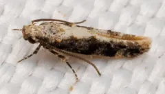 Coleotechnites Flower Moth thumbnail 4