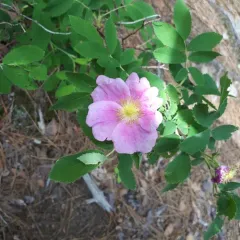 Prickly Wild Rose thumbnail 5