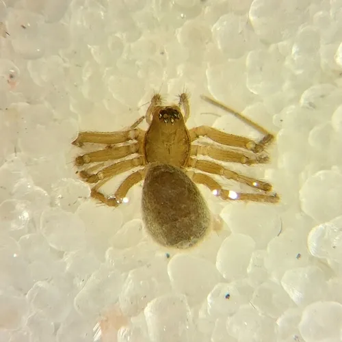 Tunagyna debilis