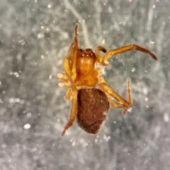 Amaurobius borealis thumbnail 3