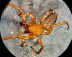 Haplodrassus stuxbergi thumbnail 2