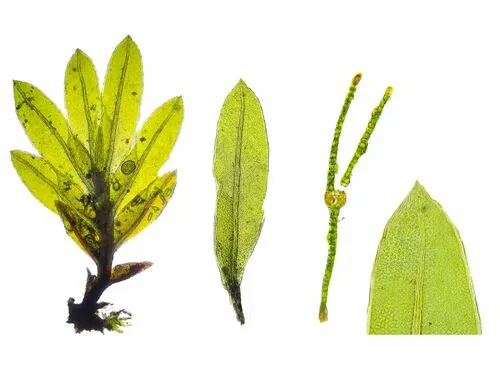 Fissidens pusillus
