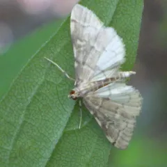 Yellow-spotted Webworm Moth thumbnail 2