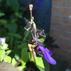 Eastern Carpenter Bee thumbnail 3