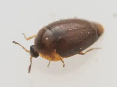 Sericoderus lateralis thumbnail 1