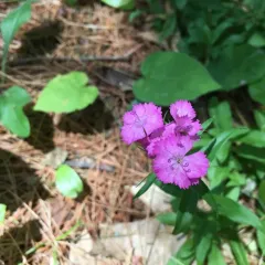 Sweet-William thumbnail 3