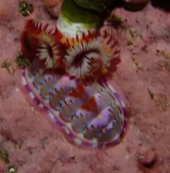 Blue Lined Chiton thumbnail 3