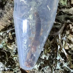 Marys Peak Ice Cricket thumbnail 2
